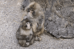 《千葉県市川市動植物園》ニホンザル・パンチくん、ついに“先輩”に！飼育員が綴った謎の“3文字”にファン歓喜「ごはモ←通じます」