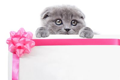 【心理診断】「守ってあげたい！」と思わせる度は何％？