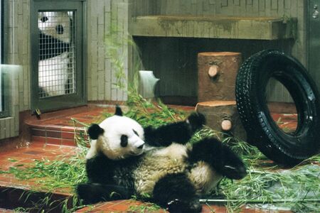 ユウユウ♂　写真／産経新聞社