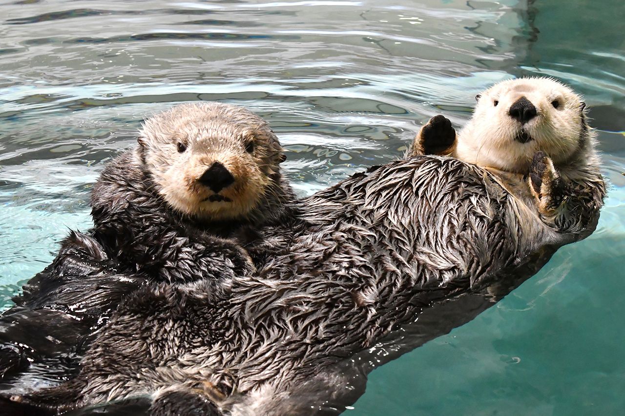 ラッコのリロとマナ　写真提供／マリンワールド海の中道