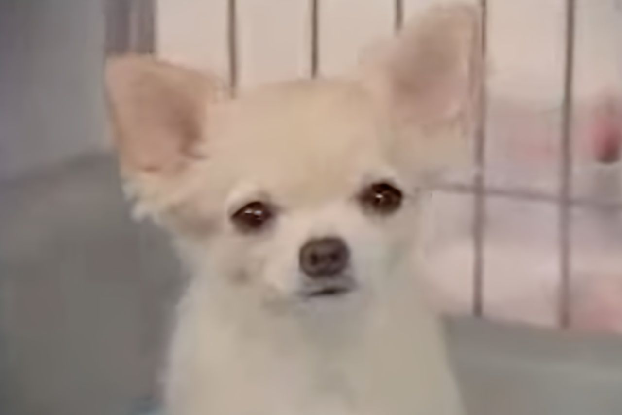 『アイフル』のCMで人気を博したチワワ