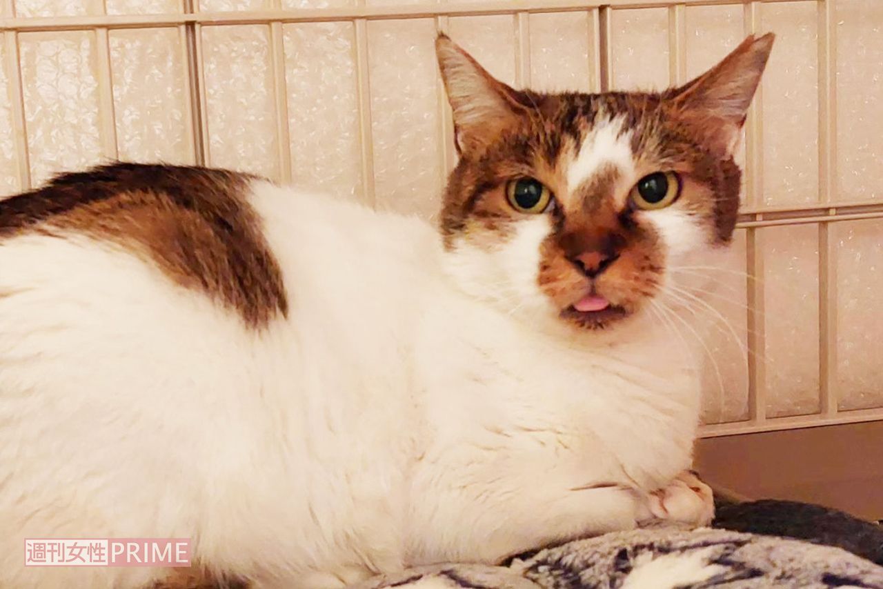 2匹の保護猫“フジ”と“キリ”を飼っているが、さらに昨年11月、新たにこの野良猫を保護することに。“ロク”と命名