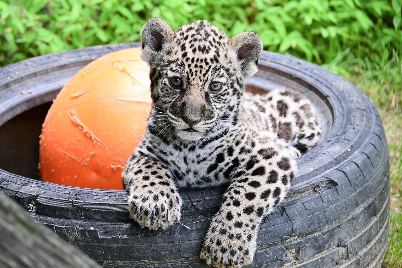 ユウキ（5月22日撮影）わんぱーくこうちアニマルランド 高知県高知市桟橋通6-9-1