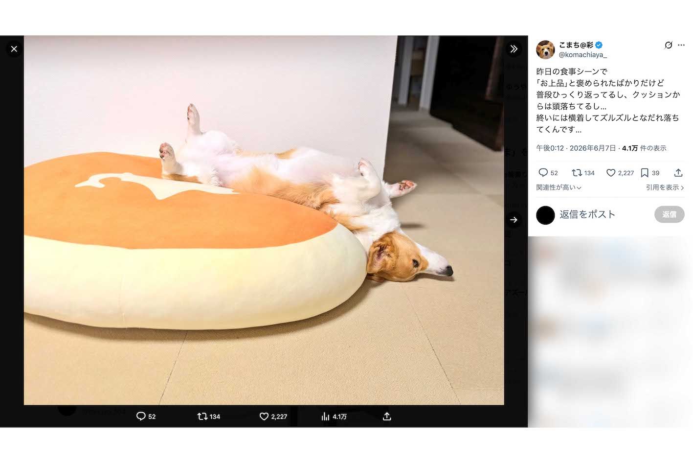 『北海道蒸しチーズケーキ』の特大クッションに乗る姿が“かわいすぎる”と話題のコーギー・こまち（Xより）