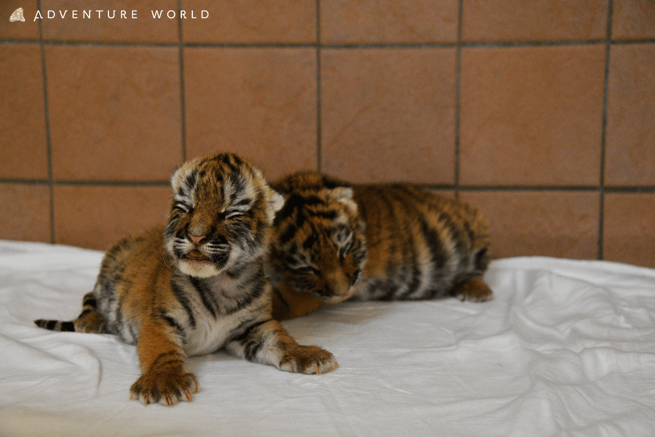 アムールトラ（5月19日生まれ）生後1か月ごろ。目がぱっちり!（写真／アドベンチャーワールド）