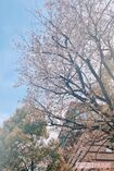 今年の桜はなんだかとてもきれいに感じました
