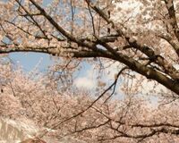 マナーの悪い中国人花見客に｢日本のルールに合わせろ｣の声