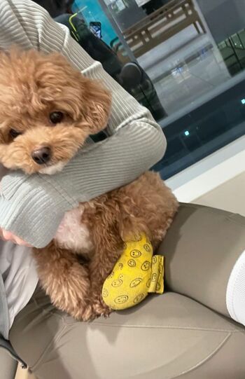 2024年3月10日に投稿された、動物病院で撮影されたと思われる写真（本人インスタグラムより）