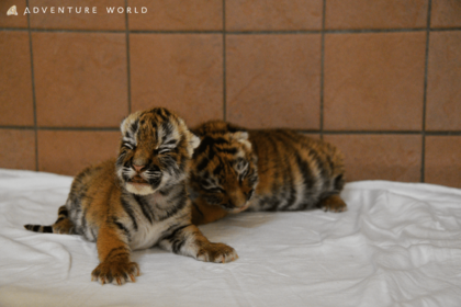 アムールトラ（5月19日生まれ）生後1か月ごろ。目がぱっちり!（写真／アドベンチャーワールド）