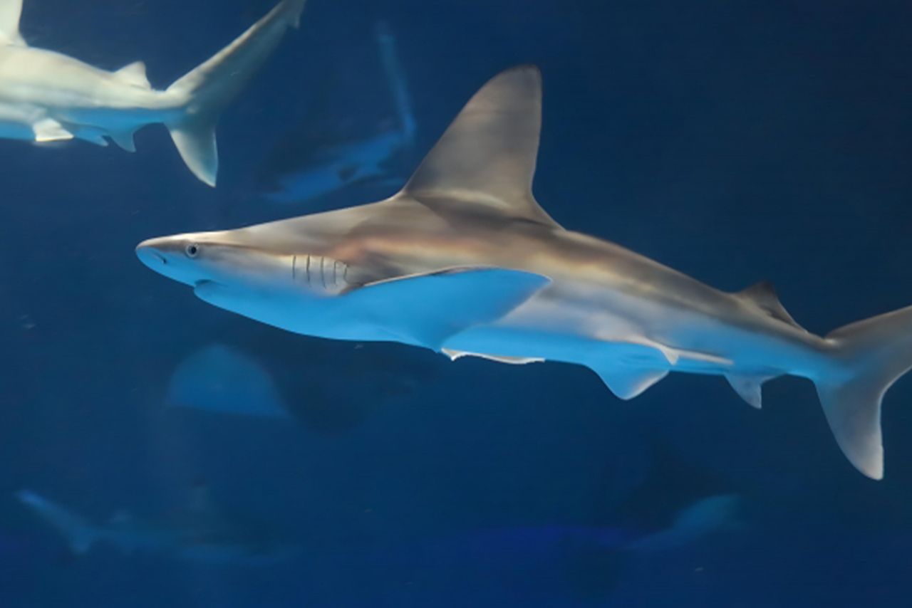 サメが海水浴場に出没する可能性もあるという……