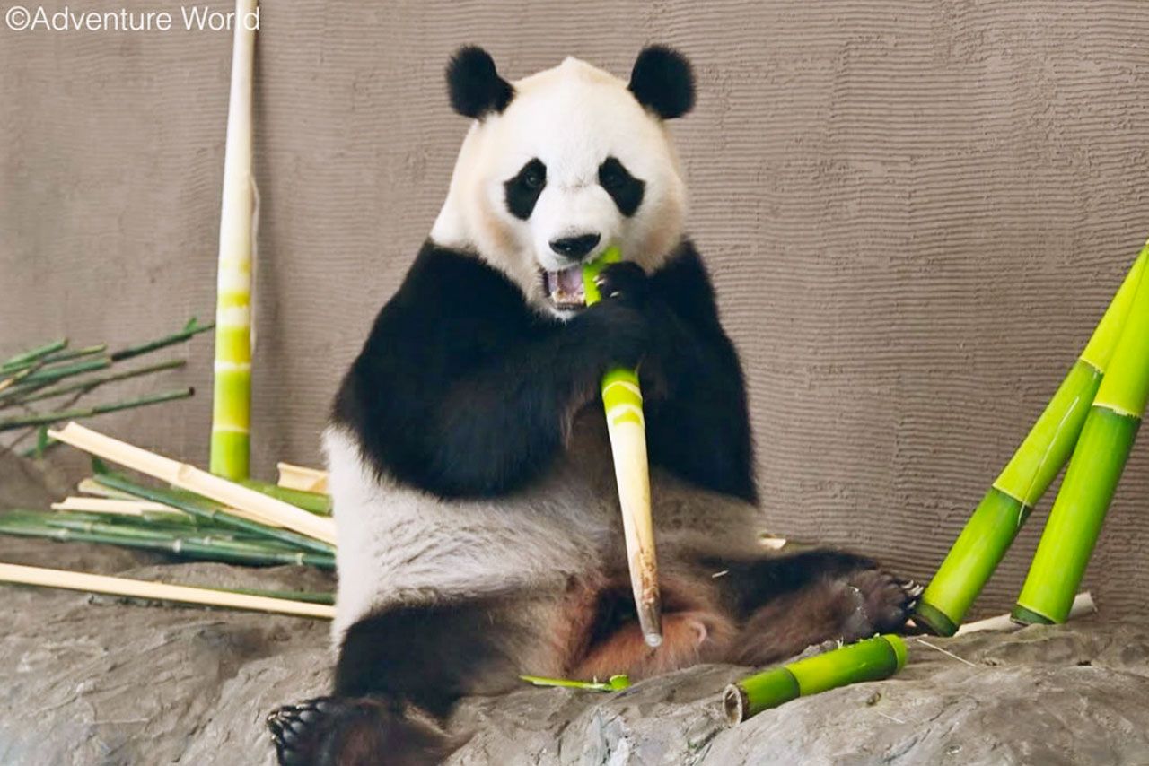 アドベンチャーワールドの楓浜、現在は中国の「成都ジャイアントパンダ繁殖研究基地」で会うことができる（アドベンチャーワールド公式Instagramより）