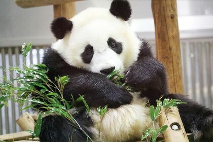 楓浜　ふうひん（撮影／二木繁美）