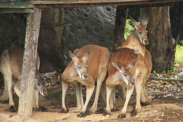 「ふだんはゴロゴロ寝そべり、雨の日は集まって。毎日観察しても飽きません」（北澤先生）