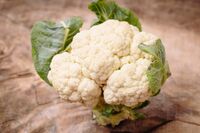 【知って楽しい雑学】旬を迎えたカリフラワーは、ブロッコリーと違ってなぜ生食向きなの？ カリコリとした…