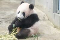 上野動物園のパンダのシャンシャン（香香）、和歌山の永明・桜浜・桃浜が中国返還へ「日本生まれのパンダは…