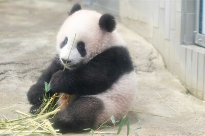 上野動物園のパンダのシャンシャン(香香)、和歌山の永明・桜浜・桃浜が中国返還へ「日本生まれのパンダは…