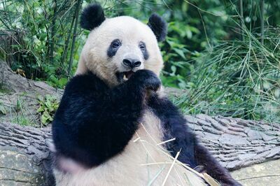 ジャイアントパンダ「シャンシャン」祝7歳!日本から中国にお祝いに来たファン320人「見学時間は1人3分」