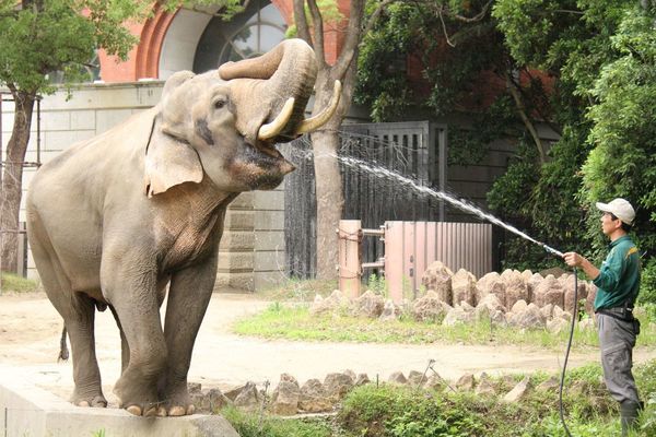 水やりやエサやりの時間は要チェック。時間が近づくと、ゾウが期待してソワソワしてくる。飼育員の姿を見ると「水ちょうだい！」と活発になるのもおもしろい観察ポイント