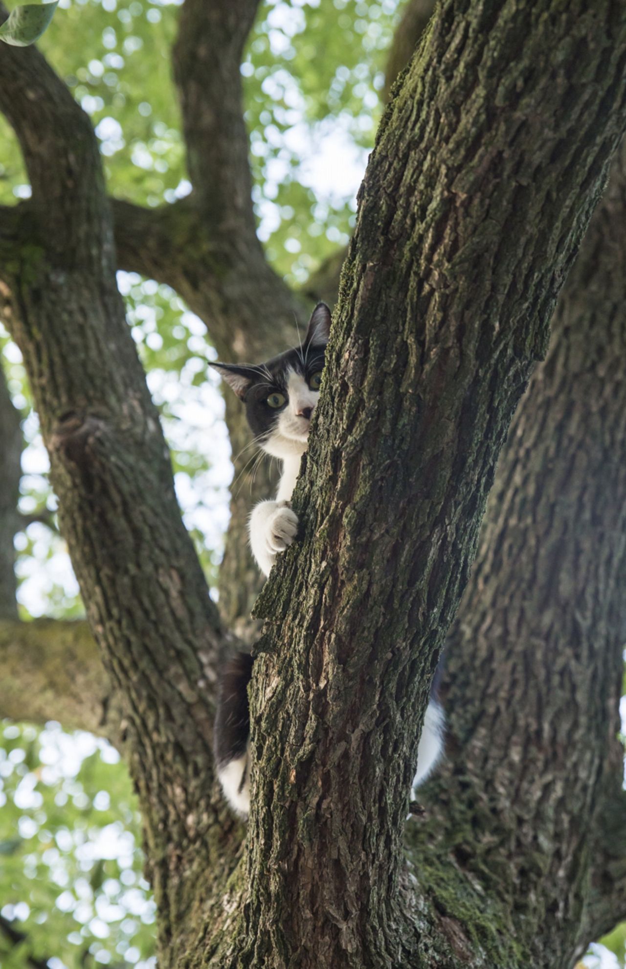 『ニャン生訓』より（写真：沖昌之）