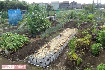 善明さんが借りていた農園の一画。「あの人は一番のベテラン」と話す人も