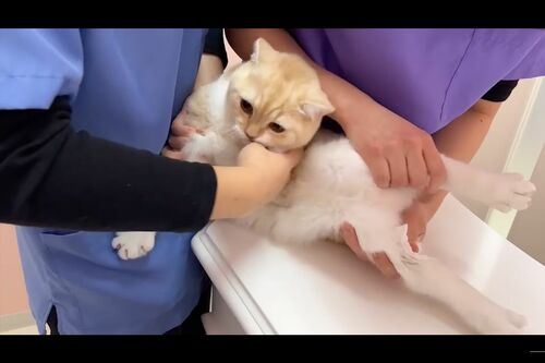 採血を抵抗する猫にカメラを回し続ける様子が炎上（『もちまる日記』YouTubeより）