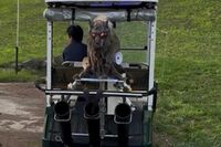 クマ対策にオオカミが効果的！？全国から問い合わせ急増中「見た目が怖すぎる」赤目の“モンスターウルフ”