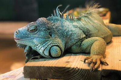 川越市でイグアナ脱走も警察は捜索せず！『グリーンイグアナ捜索隊』真夏の大追跡