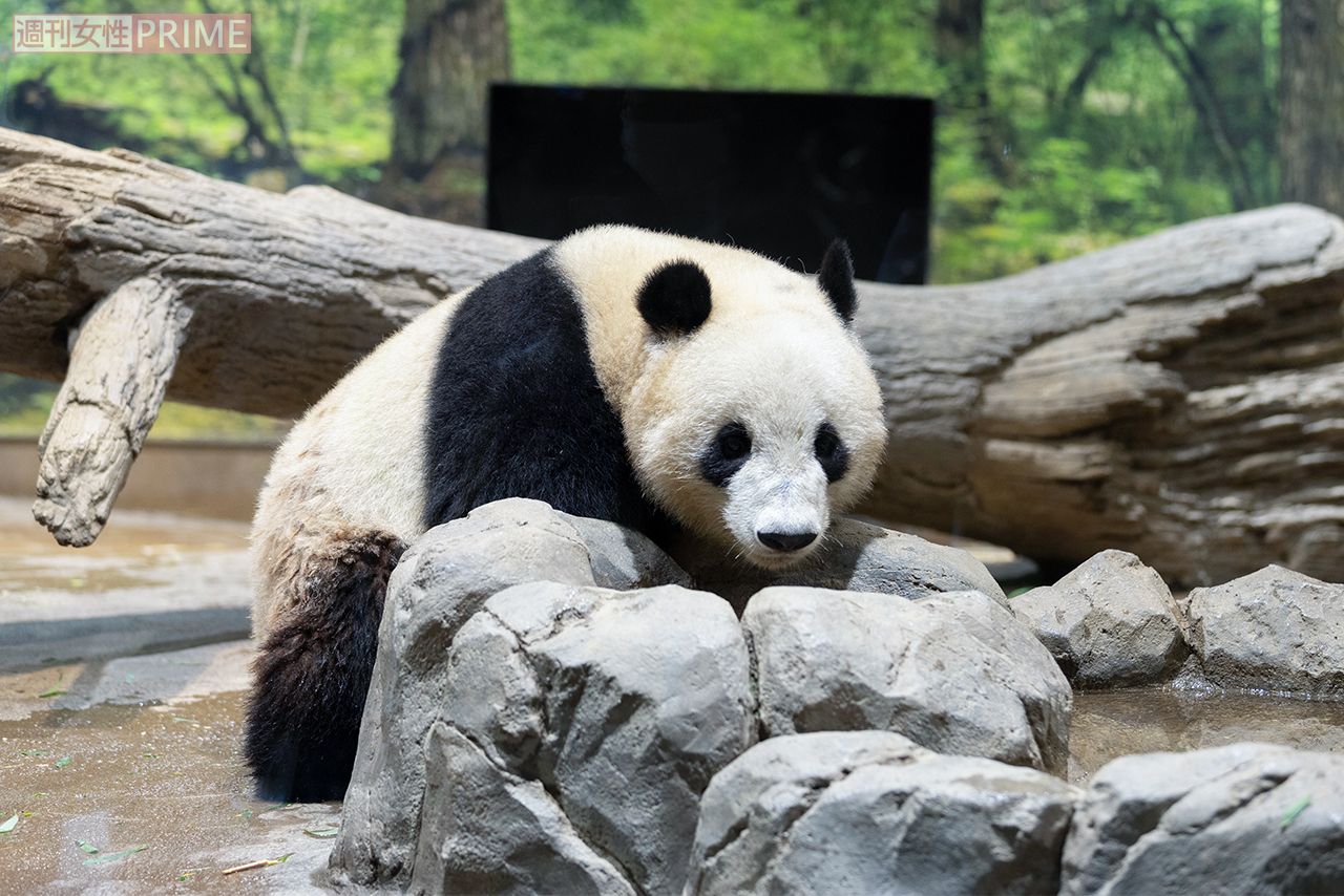 シャオシャオ　撮影／齋藤周造