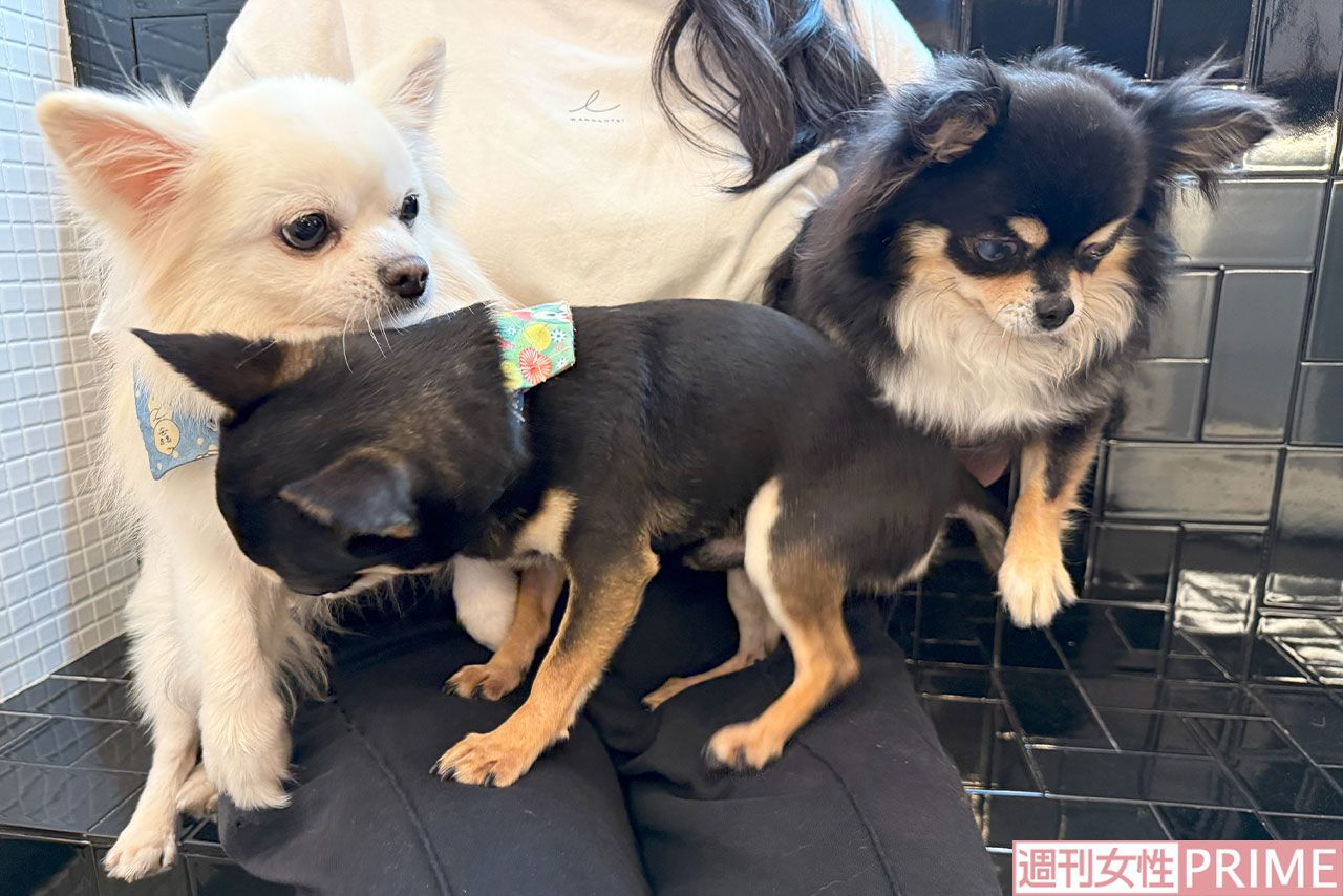 荒川区で盗まれたのち無事保護されたナウくん(左)と、にこちゃん(右)を撮影していると、その間に割り込んできた、てつくん