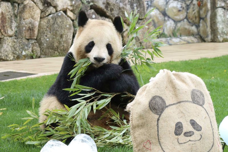 良浜（らうひん）。2022年撮影。21歳のホワイトデー　写真／共同通信社