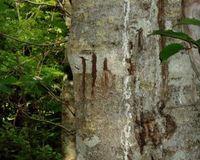 『三毛別ヒグマ事件』ほか、戦慄の“殺人グマ”事件簿