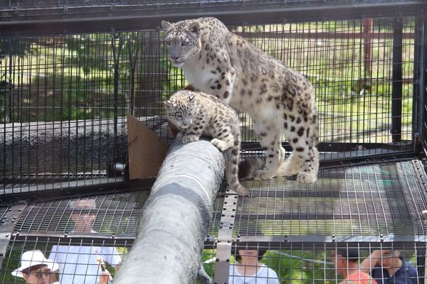 上から睨みをきかすヒョウ（提供=旭山動物園）