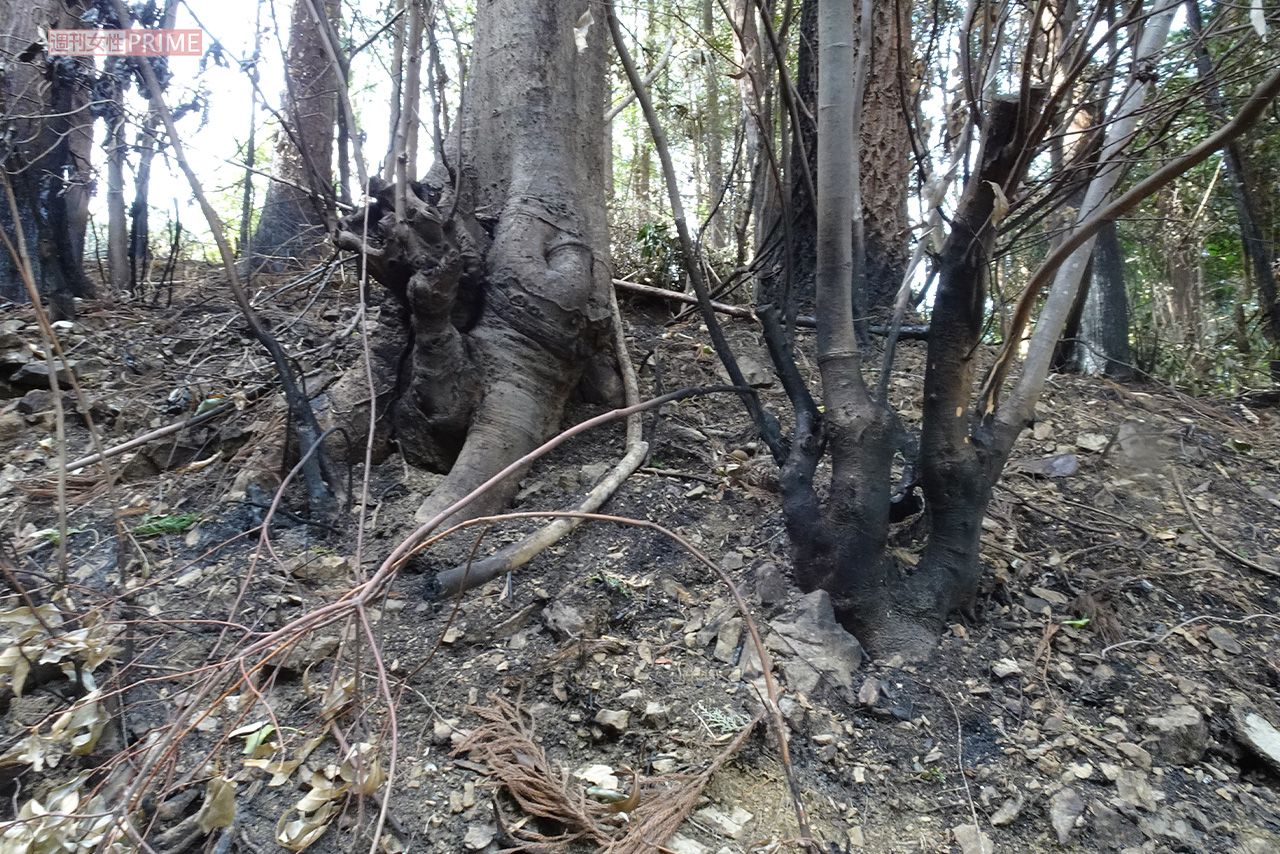 島田容疑者が逮捕された現場とは別の焼け跡。付近では最近、不審火による放火が相次いでいた
