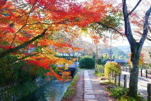 もみじだけでなく、日本画家・橋本関雪が寄贈した桜の木の赤や黄色も道を彩る　（c）京都市メディア支援センター