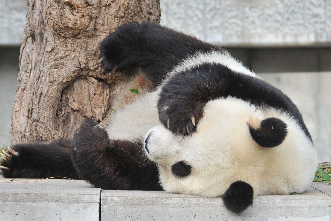 タンタン　写真／神戸市立王子動物園