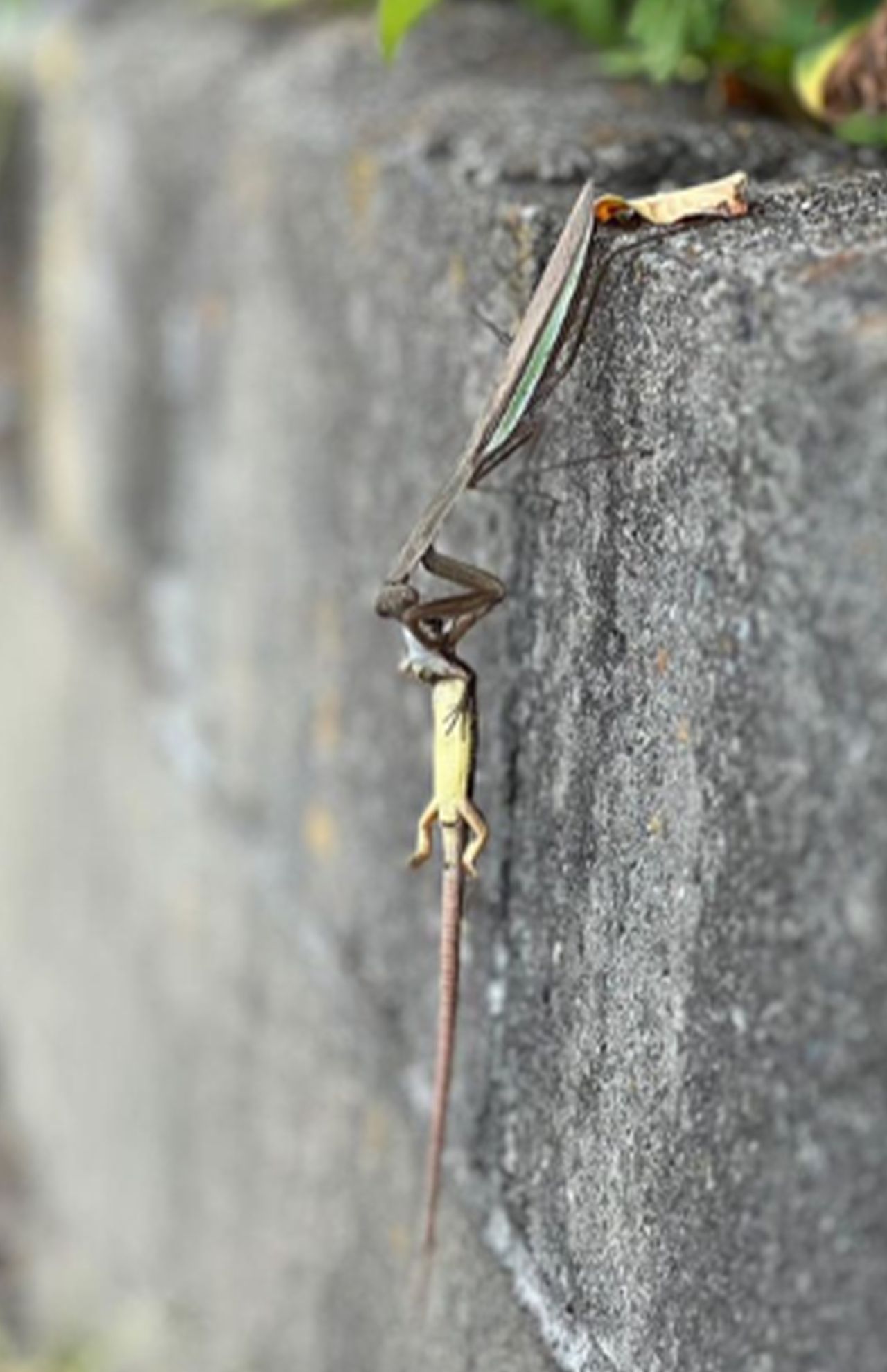 香川照之がインスタグラムに投稿したカマキリ（本人のインスタグラムより）