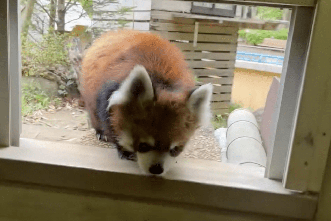 休園日で静かな園内を、のびのびと歩き回って帰宅する風太くん（千葉市動物公園【公式】より）
