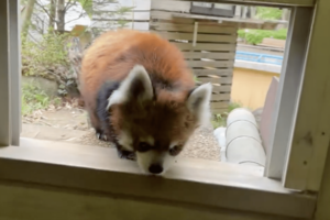 パンチくん人気の中、千葉市動物公園の立つレッサーパンダ・風太くんも