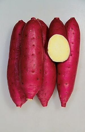 べにはるか、ねっとり＆強い甘み