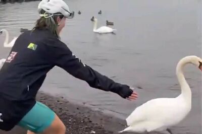 海外観光客、山中湖の白鳥の首をつかみ笑顔で記念撮影動画が大炎上、真偽不明の残酷な画像拡散で乱れる議論