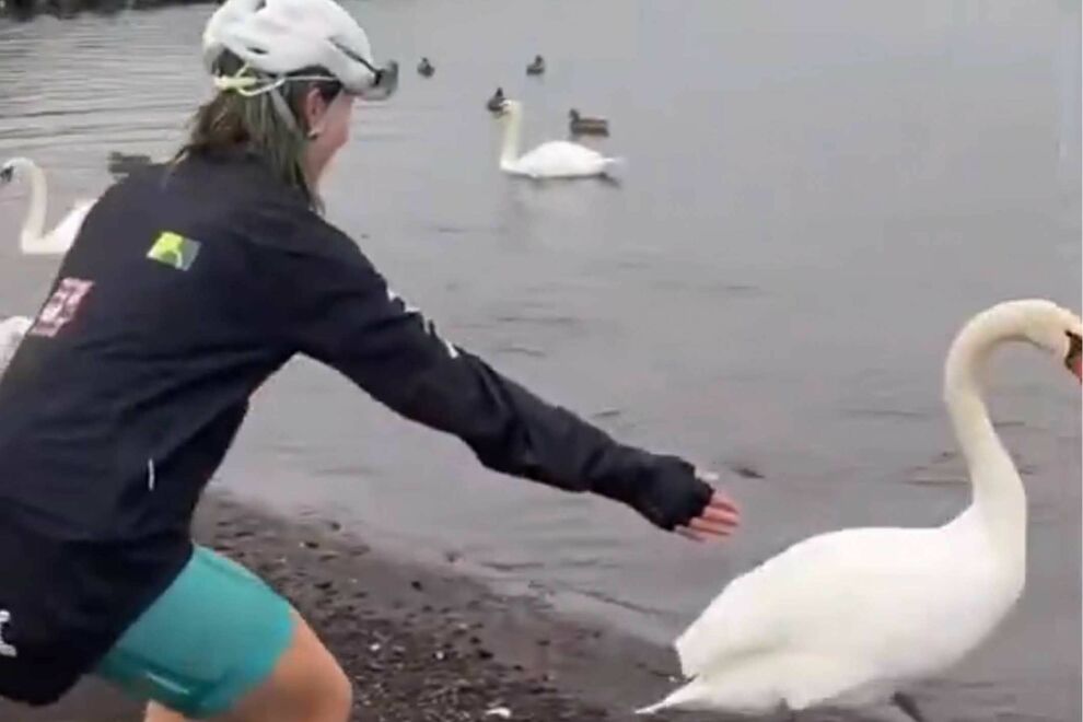 海外観光客、山中湖の白鳥の首をつかみ笑顔で記念撮影動画が大炎上、真偽不明の残酷な画像拡散で乱れる議論