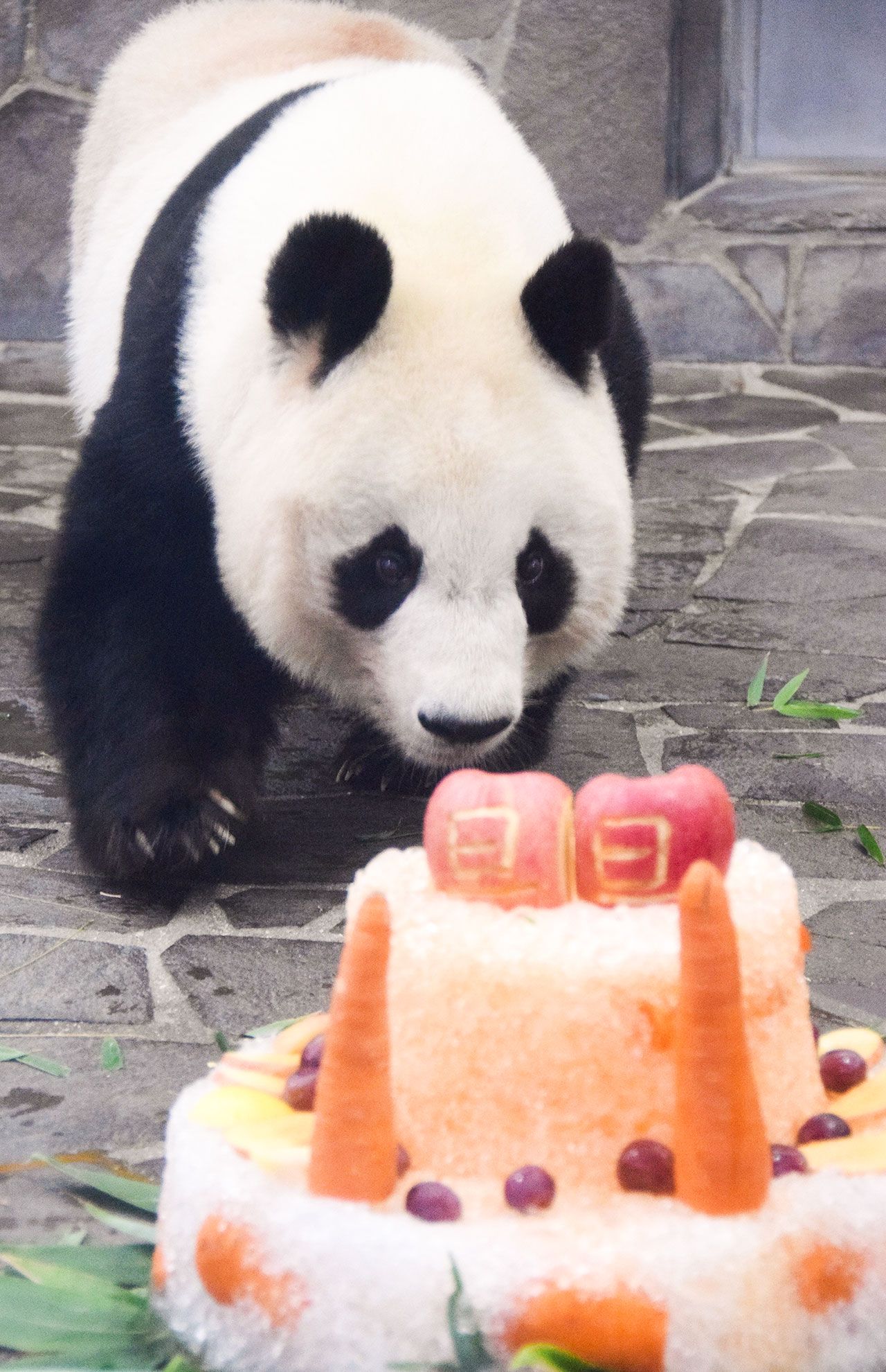 '15年9月に20歳のバースデーを。かき氷にタンタンの大好物の果物をトッピングした飼育員特製ケーキにもう夢中　写真／神戸市立王子動物園