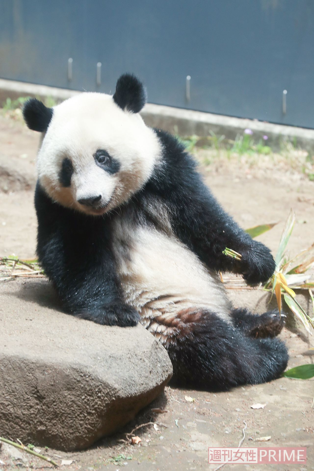 石の上にドスンと座ってパクリ。なんだか2歳らしからぬ貫禄が……