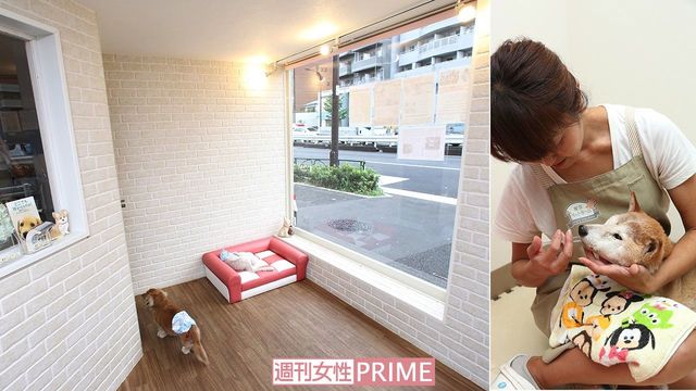 ＜写真左＞1.5×1.5メートルの広々とした個室、窓が大きい6平方メートルの広間でのびのびと生活する犬専用ホーム。床はすべらない素材を使い、インテリアは落ち着いた色彩　＜写真右＞個々の体調に合わせたフードを与え、散歩は1日に1～3回行う　撮影／齋藤周造