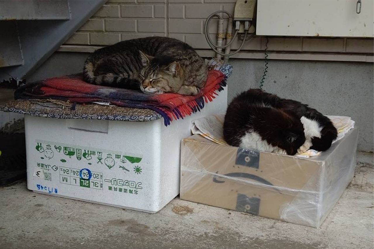 癒しの『猫ぐすり』　画像／飼い主提供