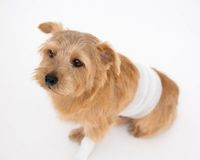 ペットの骨折は16万円 最初に加入する保険の見極めが大切