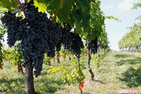 国産ワインの歴史が詰まったワイナリー、目指したのは「日本庭園」のような味