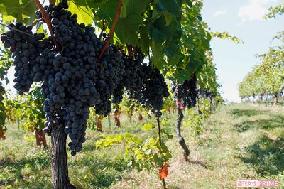 国産ワインの歴史が詰まったワイナリー、目指したのは「日本庭園」のような味