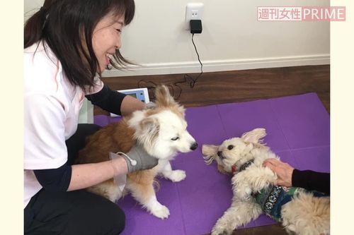 平端さんによれば、ペットも老化によって身体機能に変化が生じてくることは、あまり知られていないそう