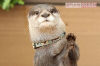 『カワウソゥ選挙』で週刊女性の「推しカワウソ」やまとが“当選”！